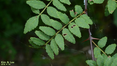 Zanthoxylum piperitum