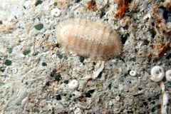 Ischnochiton variegatus