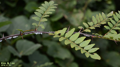 Zanthoxylum piperitum