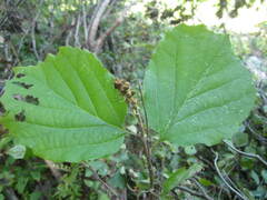 Fothergilla major