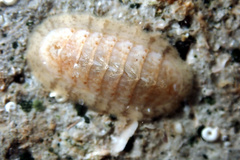 Ischnochiton variegatus