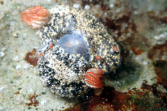 Hypselodoris saintvincentius