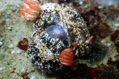 Hypselodoris saintvincentius