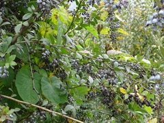 Berberis glaucocarpa