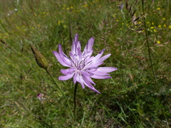 Scorzonera purpurea