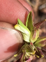 Cordylanthus rigidus