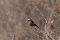 Phoenicurus erythrogastrus