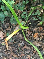 Crinum americanum