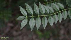 Zanthoxylum schinifolium