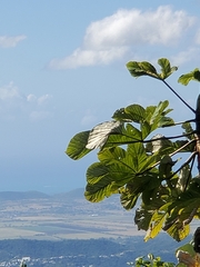 Cecropia schreberiana