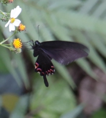 Papilio bianor thrasymedes