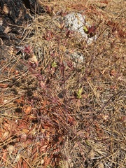 Cordylanthus rigidus