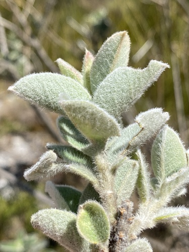Heart Capesweetpea (Podalyria cordata)