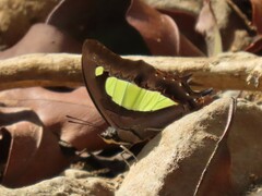 Polyura bharata