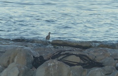 Numenius phaeopus phaeopus