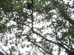 Pygarrhichas albogularis