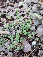 Sedum pallidum