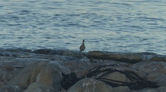 Numenius phaeopus phaeopus