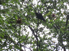 Pygarrhichas albogularis