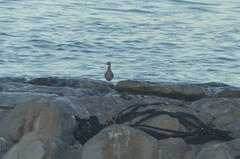 Numenius phaeopus phaeopus