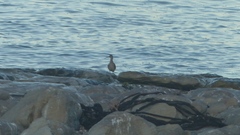 Numenius phaeopus phaeopus