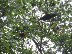 Pygarrhichas albogularis