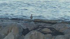 Numenius phaeopus phaeopus