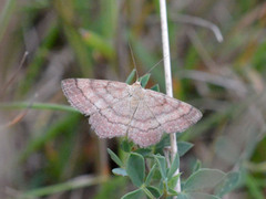 Scopula rubiginata