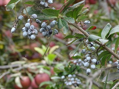 Berberis glaucocarpa
