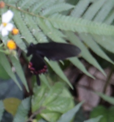 Papilio bianor thrasymedes