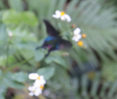 Papilio bianor thrasymedes