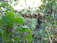 Fothergilla major