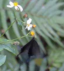 Papilio bianor thrasymedes