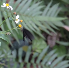 Papilio bianor thrasymedes