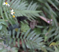 Papilio bianor thrasymedes