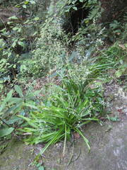 Stenanthium diffusum