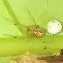 Theridiidae