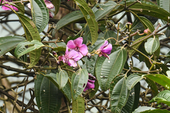 Meriania nobilis