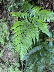 Ctenitis subglandulosa