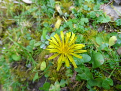 Taraxacum ceratophorum