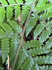 Ctenitis subglandulosa