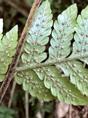 Ctenitis subglandulosa