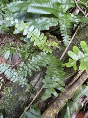 Arthropteris palisotii
