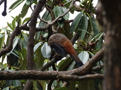 Heterophasia capistrata