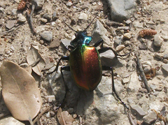 Calosoma sycophanta