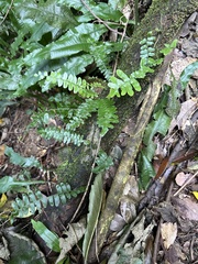 Arthropteris palisotii