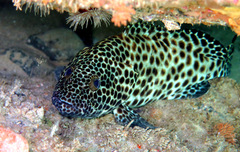 Epinephelus