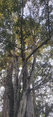 Ficus beddomei