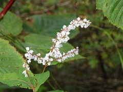 Koenigia polystachya