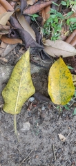 Ficus beddomei